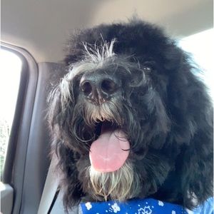 Meet your Posher, Annabelle